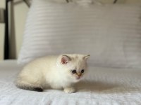 British Shorthair Golden Point