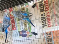 Mavi renkli takım muhabbet kuşu