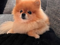 1 yaşında kadayıf pomeranian iyi aileden