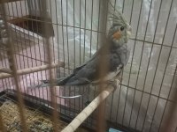 Sevimli Ele Alıştırmalık Sultan Papağanı