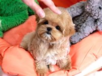 Toy Poodle Bebek Köpeklerim