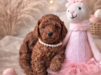 A Kalite Kıvır Kıvır Poodle Yavrularımız