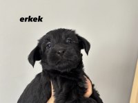 45 Günlük Morkie Yavruları - Evden Sağlıklı Bebekler