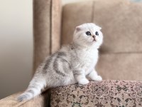 Wcf Kayıtlı Scottish Fold Shorthair Özel Yavrumuz
