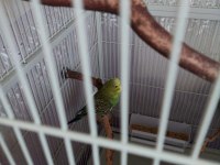 Muhabbet kuşlarımız