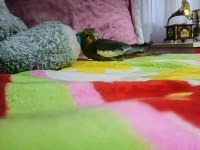 Sultan Papağanı (Ele Gelir)