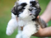 Ev Ortamında, Anne Altından Harika Shih Tzu Bebekler