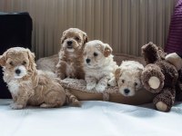 Ruhsatlı işletmeden mini maltipoo köpekler