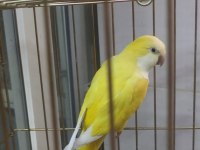 Full evcil monk papağanı istenilen şehre güvenli gönderim - takasa açık