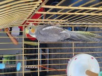 3 Aylık Sultan Papağanları