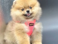 Safkan Pomeranian Boo Köpeklerimiz
