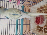 Genç Çift Muhabbet Kuşları