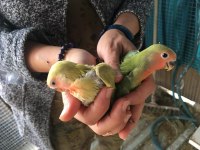 Sevda papağanı aşk kuşu yeni yuvasını arıyor