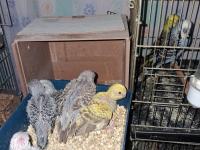 Show Jumbo Muhabbet Kuşu Yavruları Ev Üretimi