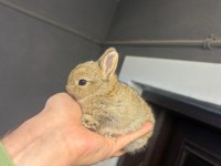 Hollanda Cüce Ve Mini Lop Tavşanlarımız Her Yere Gönderilir