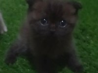 Erkek Ve Dişi British Shorthair Bebekler