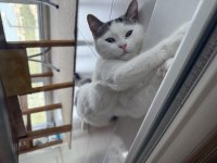 British Sevimli Yavru