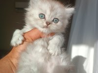 İki Adet Yavru Kedimiz Sahiplenme Yapılacaktir