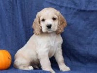 Cocker Yavrumuz Sağlık Ve Irk Garantilidir