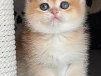 British golden yavrumuz sağlık ve ırk garantilidir