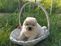 Harika Chow Chow Yavru Köpeklerimiz