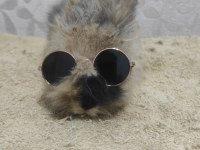 Hollanda Lop Tavşanı Yavrular