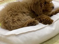 4 Aylık Dişi Toy Poodle