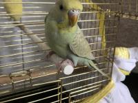 3-6 Aylık Arası Muhabbet Kuşu Bebişler