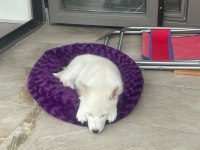 Oyuncu Beyaz Yavru Husky