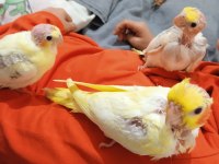 Yavru Sultan Papağanı Ele Alıştırmalık