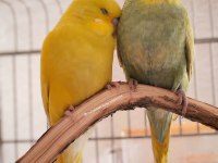 Çocuklar Bile Eğitebilir İstanbul İçi Eve Teslim Muhabbet Kuşu