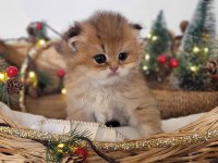 Hatay British Longhair Yavrular