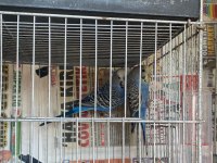 Mavi Renkli Takım Muhabbet Kuşu