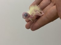 Bir Çift Ve Yavrusu İle Birlikte 3 Adet Sultan Papağanı