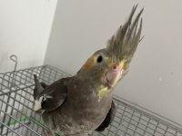 Konuşan Ele Alışık Sultan Papağanı Paşamız