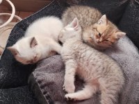 Top Kafa Yüksek Kalite Irk British Yavrular