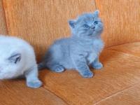 Süper Kalite British Shorthair Yavrular