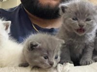 Acil British Ve Scottish Yavru Ve Yetişkin Kediler