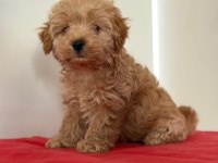 Tatlı Minik Maltipoo Yavrular