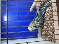 Show Çift Veya Tek Muhabbet Kuşu