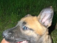 Orijinal Belçika Kurtları 1.5 Aylık