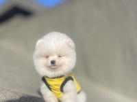Ayı Surat Pomeranian Boo Yavrular