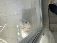 Daha uygunu maltipoo yok