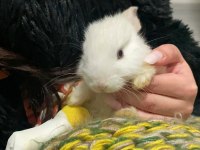 Camdan Aşağı Atılan Yavru Tavşan