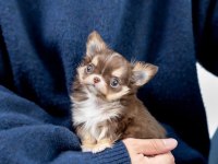 Elma kafa safkan chihuahua yavrularımız