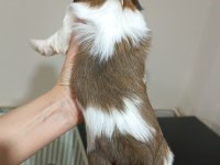 Yetiştirici Aileden Show Line Shih Tzu Yavruları