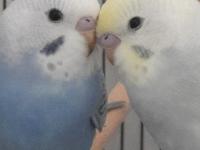 Yavru ele alıştırmalık rainbow muhabbet kuşu