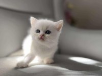 Dişi güzel british shorthair bebeğim