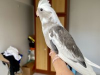 Bebek Sultan Papağanlar