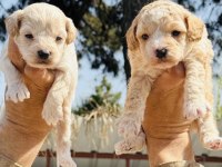 Bursa'nın En Güzel Maltipoo Bebekleri